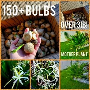 3Ib!*Giant White Spider Lily seeds Crinum Lily,C.Asiaticum LOT OF 150+ b…